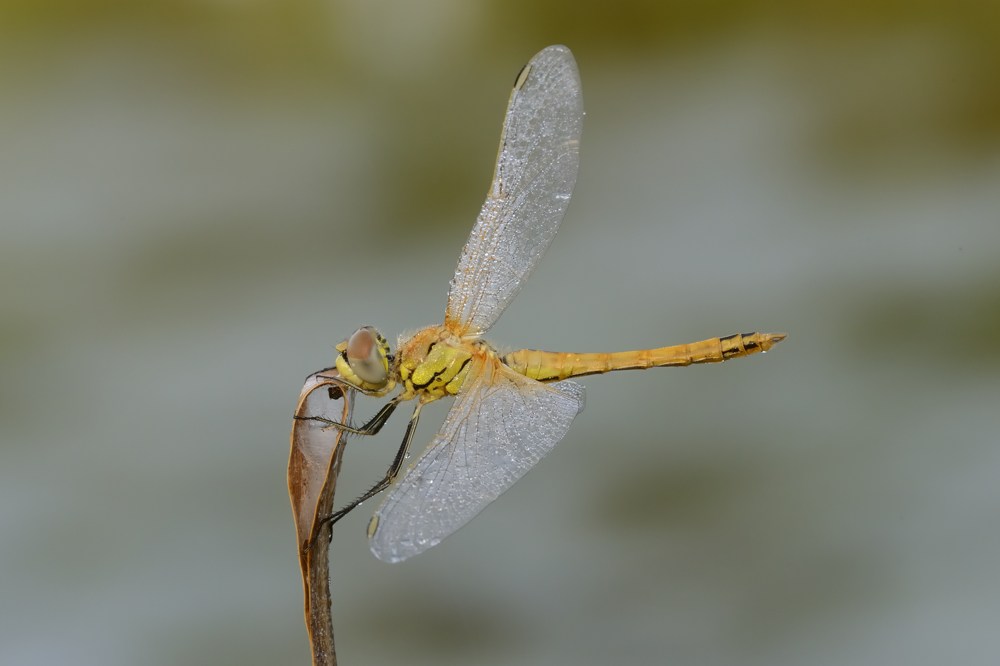 Sympetrum da meglio definire - S. fonscolombii